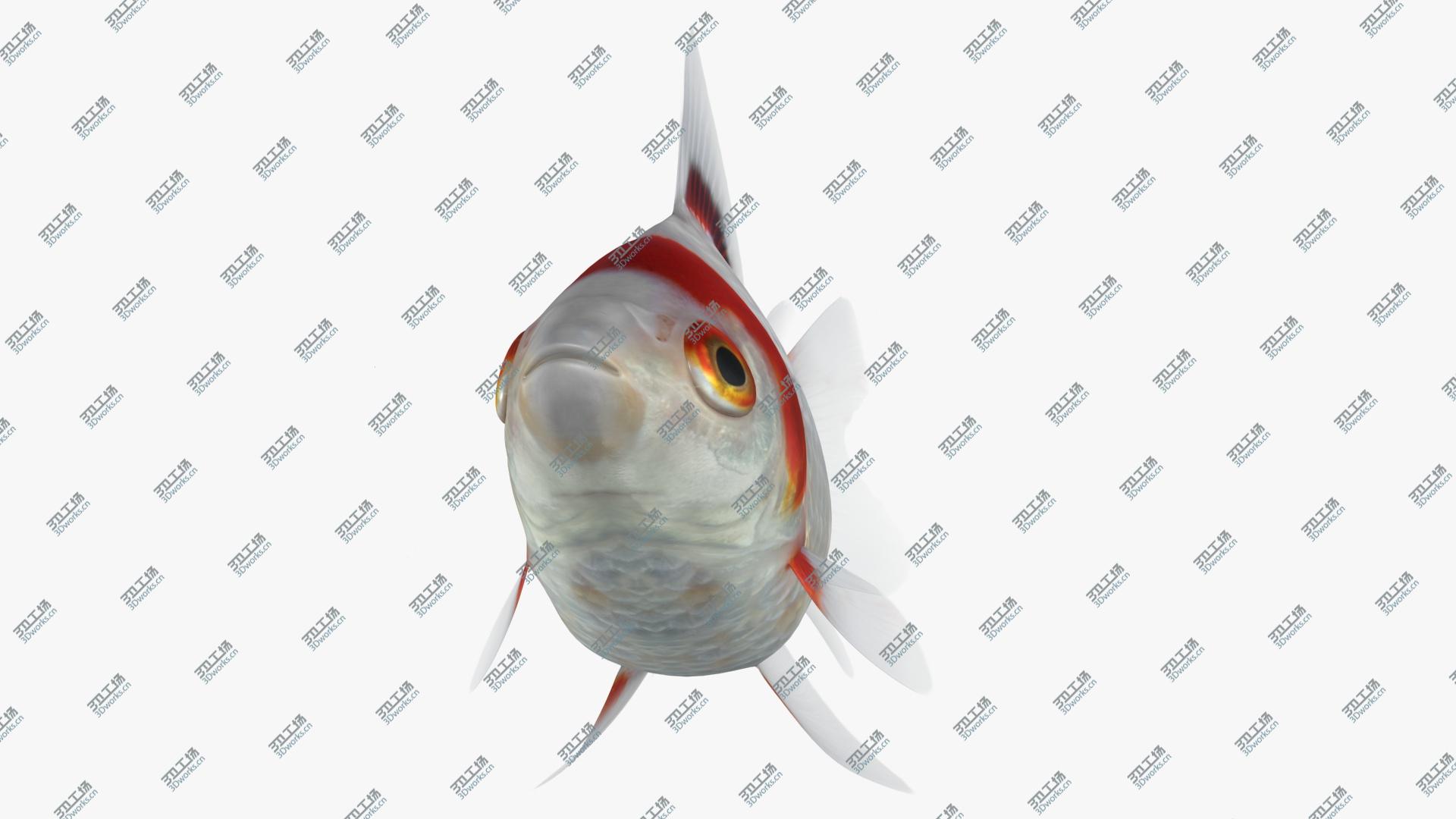 images/goods_img/202105074/Fantail Goldfish (Animated) 3D/4.jpg